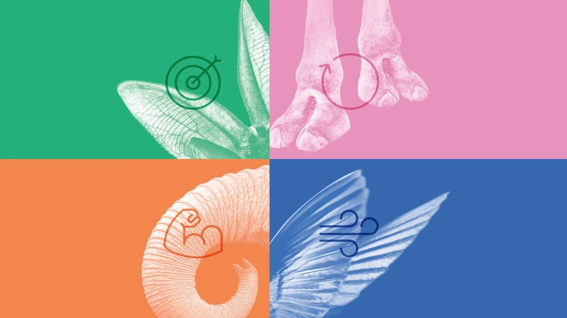 ECO 2025 cover picture with snippets from animals
