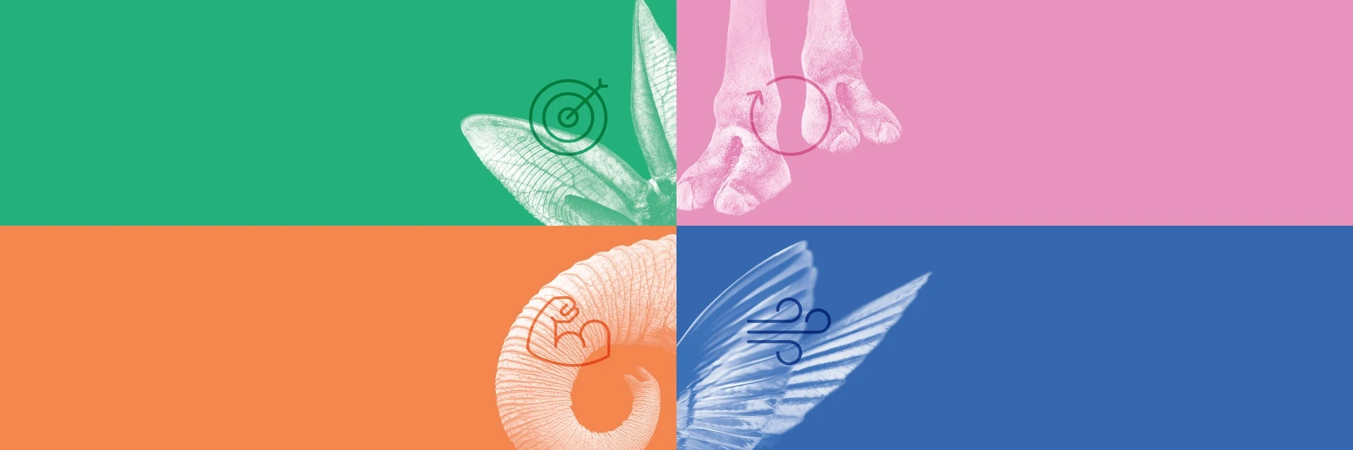 ECO 2025 cover picture with snippets from animals