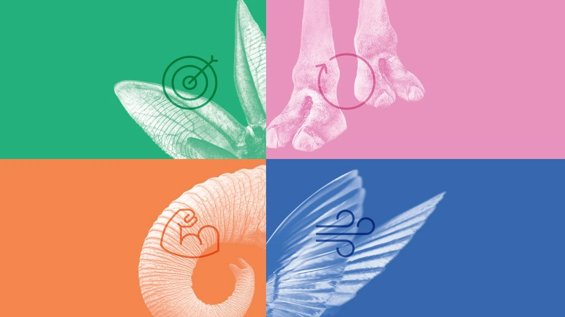 ECO 2025 cover picture with snippets from animals