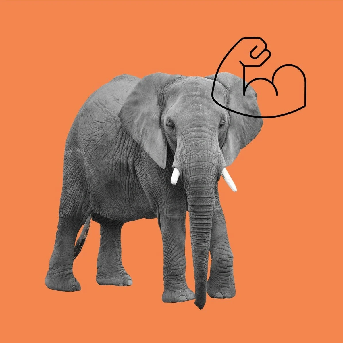 Strong elephant