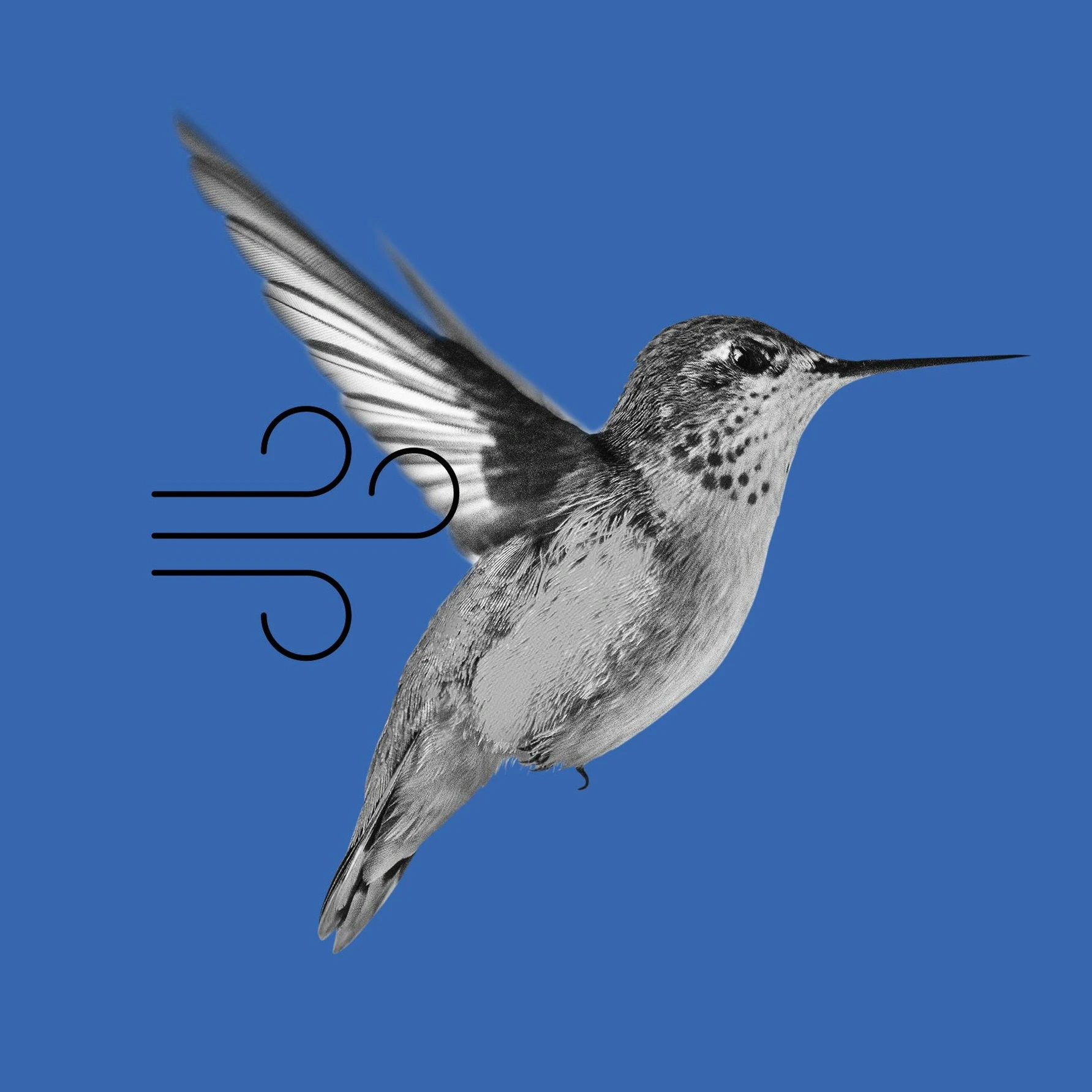 Fast hummingbird