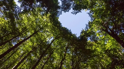 Treetops forming a heart 