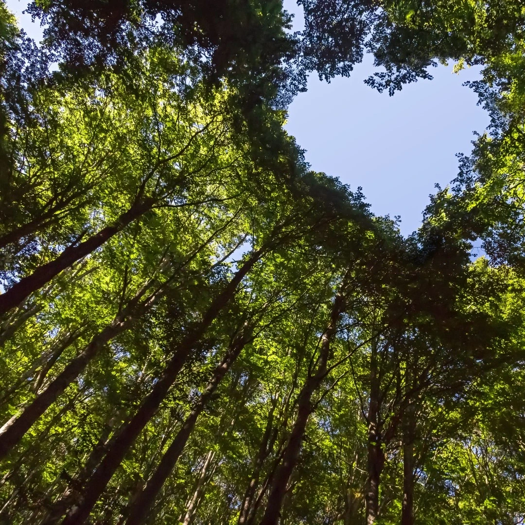 Treetops forming a heart 