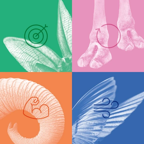 ECO 2025 Titelbil mit Ausschnitten von Tieren