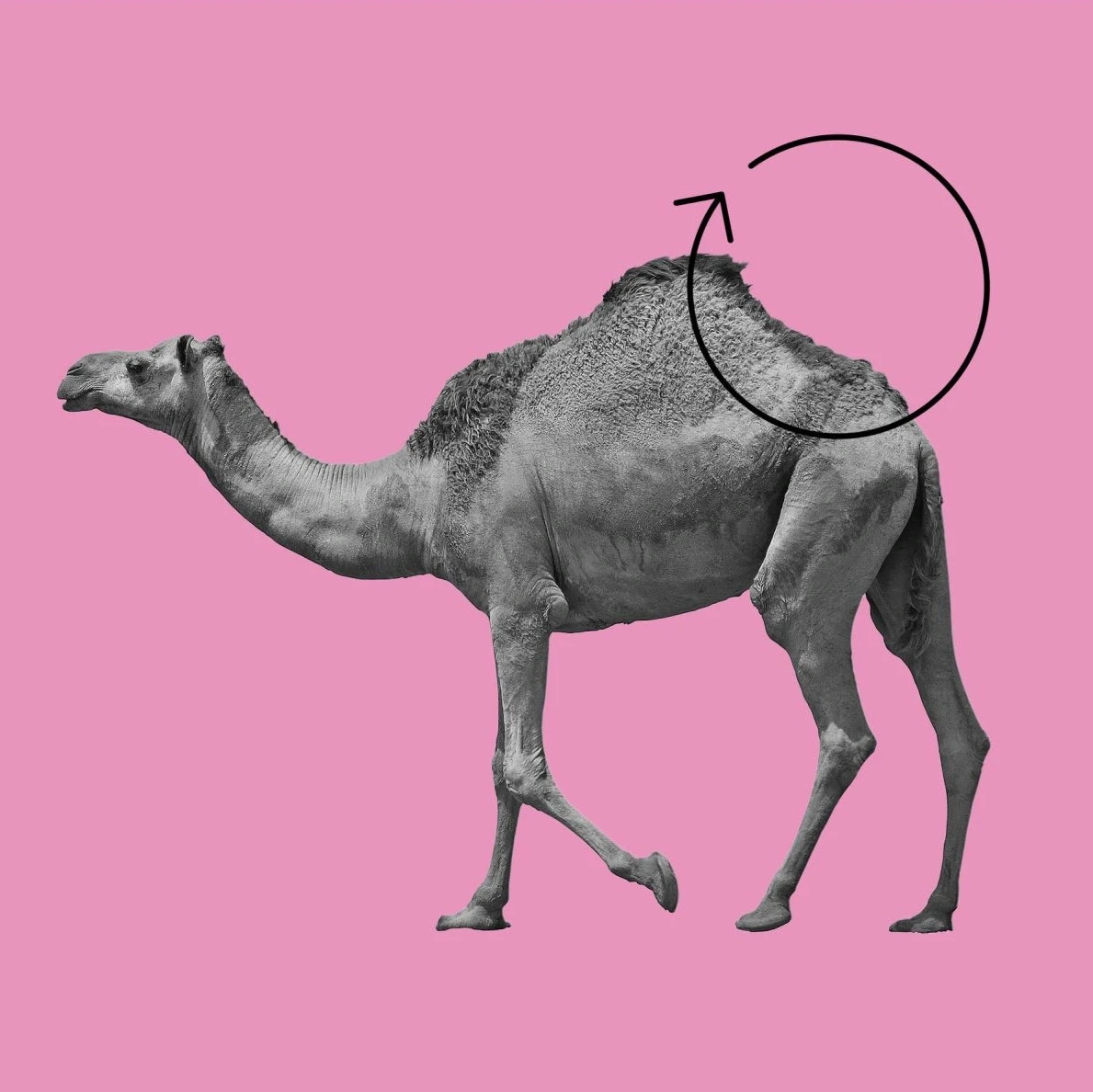 Enduring dromedary